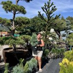 Borovica schwerinova (pinus schwerinii) ´WIETHORST´ - výška 30-40 cm, kont. C5L